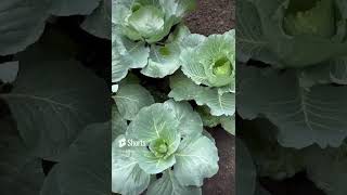 🥬 Home grown organic cabbages🥬 [upl. by Irrabaj]