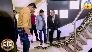 During The Case Of Tobacco CID Found A Huge Python।। CID Letest Episode।। CID New Episode। Best CID। [upl. by Attah]