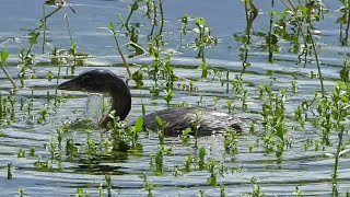 Water Drips From Piedbilled Grebe’s Face as it Feeds on Florida Wetland Vegetation [upl. by Sesilu989]