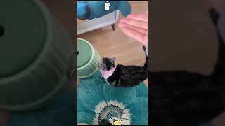 Confusing behavior in cats🤣🤣😹😹 cat cats cutecat fyp funny funnyvideos fouyou usa [upl. by Sung]