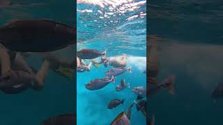 How to do Snorkelling in Maldives  Pristine water of Maldives travel snorkeling solo viralvideo [upl. by Hardigg]