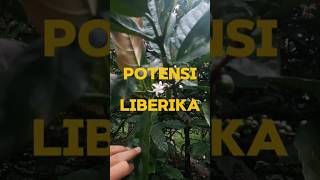 Kopi Liberika coffee Liberica excelsa [upl. by Thayne]