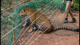 Animales que pidieron ayuda y bondad a la gente  ¡Los mejores momentos de invierno [upl. by Donohue567]