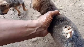 Mangoworm Removal From Dog Remove Mangoworm On Dog  video mangoworm 2021 [upl. by Kory]