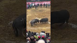 Traditional Sport  Buffalo Fight Part2 [upl. by Idnar]