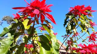 Poinsettia  Euphorbia pulcherrima  High Definition Video 05 by Laborator TEBA [upl. by Hannie185]