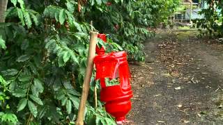 Controlling the Coffee Berry Borer [upl. by Ibor]