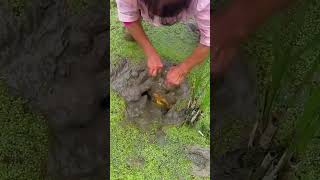 The process of digging soft shelled turtle from fish ponds [upl. by Zil]