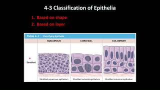 General Histology Epithelial Tissue Review [upl. by Htrahddis]