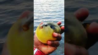 Puffer fish just Puffedpufferfishsrilankayoutubeshorts 🐡🤙🏾😍 [upl. by Naegem335]