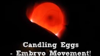 Candling Eggs  Embryo Movement on Day 8 [upl. by Grearson]