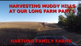 Harvesting Muddy Hills at Our Long Farm Part 1 [upl. by Lambard754]