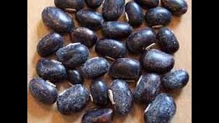 Mucuna Pruriens The Magical Beans My new Herb [upl. by Notgnihsaw]