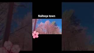 the charry blossom at Naltoqa town Nagaland india [upl. by Struve363]