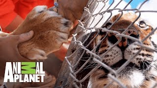 Tigre recibe tratamiento en centro de recuperación de animales Dr Jeff Veterinario Animal Planet [upl. by Eiliah]