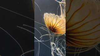 Stunning Pacific Sea Nettle Jellyfish in Action DeepSea [upl. by Upali]