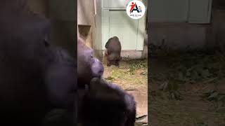 Gorilla 🦍 fight with his Wife 🦍 comedy comedydubbing comedypets gorilla kingkong husbandwife [upl. by Adnim]