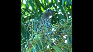 Female Australasian Figbird in Queensland [upl. by Noam109]