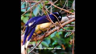 Pasangan Cyanocorax chrysops berkencan amp membangun sarang animals burung burungkicau kicaumania [upl. by Pentha]