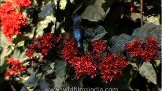 Look at the contrast A Purple Sunbird against the rich red background of clerodendron flowers [upl. by Benioff]