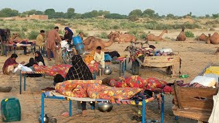 People living in the desert and their morning routine Camel herders desert life style life [upl. by Andy]