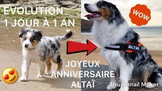 EVOLUTION BERGER AUSTRALIEN 1 JOUR À 1 AN  JOYEUX ANNIVERSAIRE ALTAÏ [upl. by Saffren469]