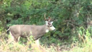 Blacktail Hunting The Redemption Buck [upl. by Codd719]