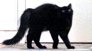 Startled Kitten Video Loop 1 Hour [upl. by Halonna]