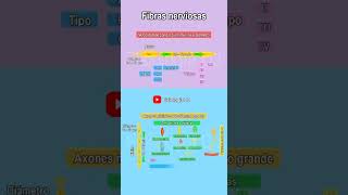 Fibras nerviosas  Fibras nerviosas clasificación  Fibras nerviosas del tipo A alfa y del grupo I [upl. by Aisined916]