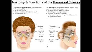 Anatomy and Functions of the Paranasal Sinuses [upl. by Enitsirk]