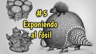 🌼PALEONTOLOGÍA y FÓSILES  ¿Cómo trabaja un PALEONTÓLOGO 5 La exposición de los fósiles 🦔 [upl. by Snave]