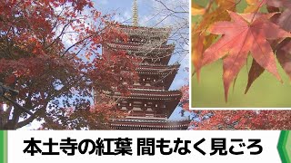 千葉県松戸市の本土寺の紅葉 間もなく見ごろ（20241129放送） [upl. by Ennovyahs]