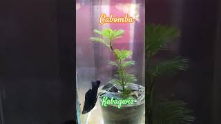 Cabomba aquatic plant [upl. by Nahtanhoj]