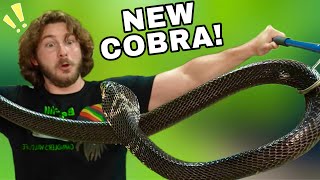 NEW Cobra wants to BITE [upl. by Adidnac155]