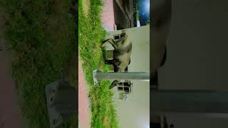 Nilgai newsorts video 💐🎉🍁🌺👆🌹💝🌹🌹💝🌹🌹💝💝💝💝💝 [upl. by Tray240]