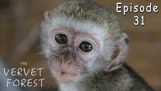 Vervet Monkeys Fight When New Orphan Baby Monkey Meets Foster Mom  Ep 31 [upl. by Reyna]