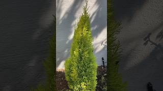 Cupressus macrocarpa “Wilma Goldcrest”  Lemon Scented Monterey Cypress cypress dwarf cupressus [upl. by Nodlehs]