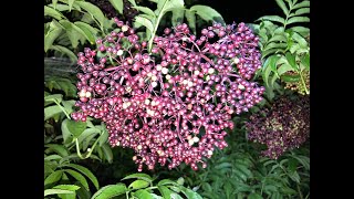 Harvesting elderberry Sambucus canadensis aka American elderberry [upl. by Aznerol]