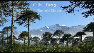 Chile Part 3 Valdivian rainforest to Araucaria forest Flora of the Lake District area and beyond [upl. by Goth]