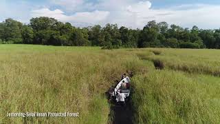 Little Savanna of SarawakJemorengSelai Innah Protected Forest [upl. by Ayenet]