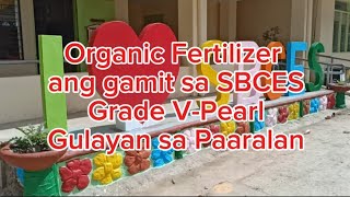 Organic Fertilizer  Malunggay extract  Gulayan sa Paaralan [upl. by Ellimak377]