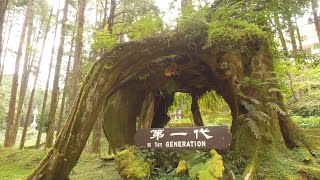 Railway Adventures Taiwan Narrow Gauge Enthusiast Tour takes the Alishan Giant Tree Walk [upl. by Annairb318]