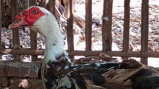 muscovy Duck 💖💖🥰❤ [upl. by Aelrac]