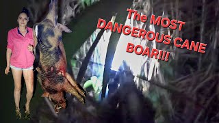 The ANGRIEST WILD Sugarcane BOAR Ive EVER Caught [upl. by Marlyn]