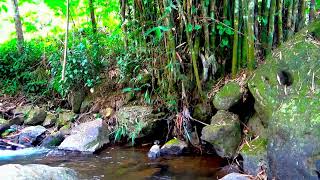 Babbling Brook for Deep Sleep  No music  10 Hours  Soothing Nature Sounds [upl. by Rother]