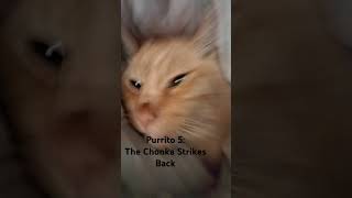 Purrito 5 The Chonka Strikes Back [upl. by Otsirave]