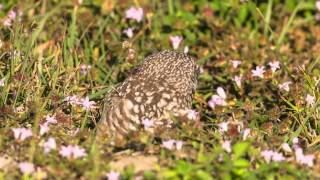 Burrowing Owl Calling [upl. by Ecirual179]