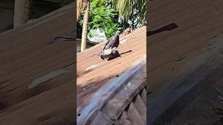 pigeon courting mating pigeon kabootar kabutar কবুতর trending shorts ytshots [upl. by Mchugh]