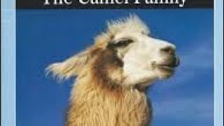 Zoos of Ohio Camelids [upl. by Mackoff]