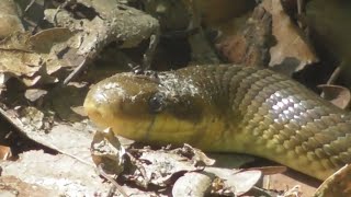 The Aesculapian snake Zamenis longissimus Elaphe longissima a nonvenomous snake [upl. by Airdnaz788]